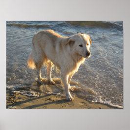 Póster Perro en la orilla