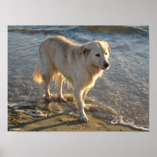 Póster Perro en la orilla
