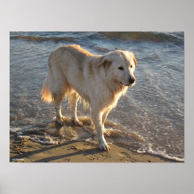 Póster Perro en la orilla (Frente)