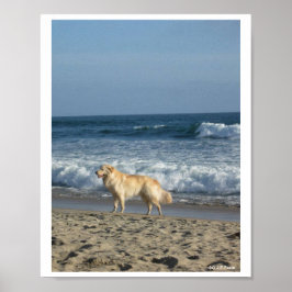 Póster Perro En La Playa