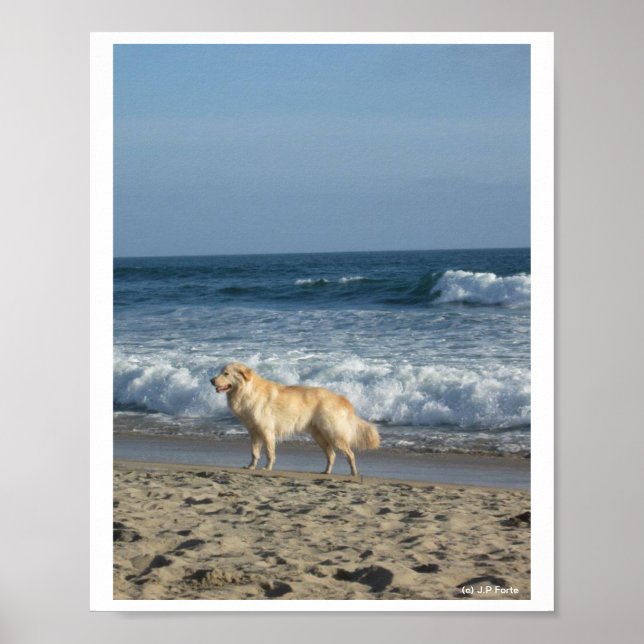 Póster Perro En La Playa (Frente)