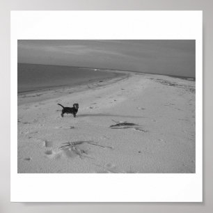 Póster Perro en la playa
