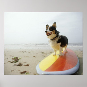 Póster Perro en la tabla hawaiana