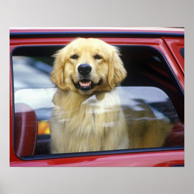 Póster Perro en la ventana roja del auto (Frente)