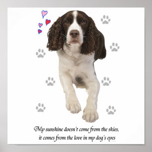 Póster Perro español Springer inglés