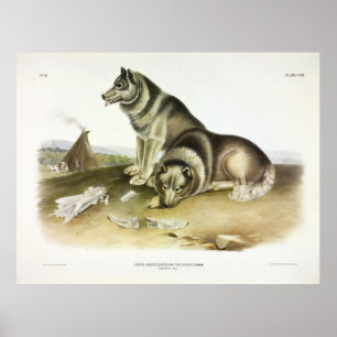 Póster Perro esquimaux, perro esquimal canadiense, por Au