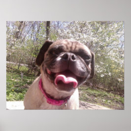 Póster Perro fotográfico Ken Gage, madre de Greedo