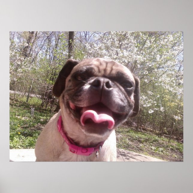 Póster Perro fotográfico Ken Gage, madre de Greedo (Frente)