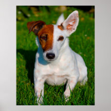 Perro Fox Terrier.