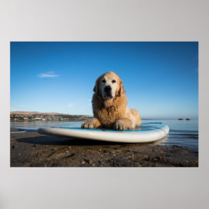 Póster Perro Golden Retriever Sobre Una Tabla De Remo