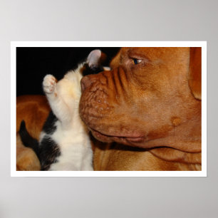 Póster Perro grande y gatito
