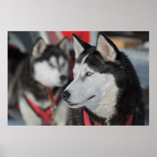 Póster Perro husky antes de una carrera, Canadá