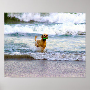 Póster Perro jugando en el océano