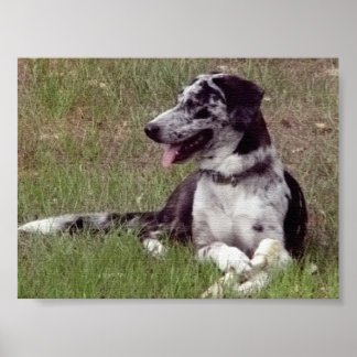 Póster Perro leopardo de Catahoula