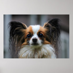 Póster Perro lindo del papillon