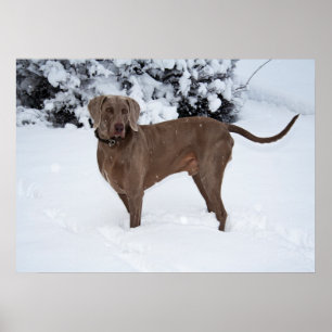 Póster Perro macho Weimaraner En Invierno