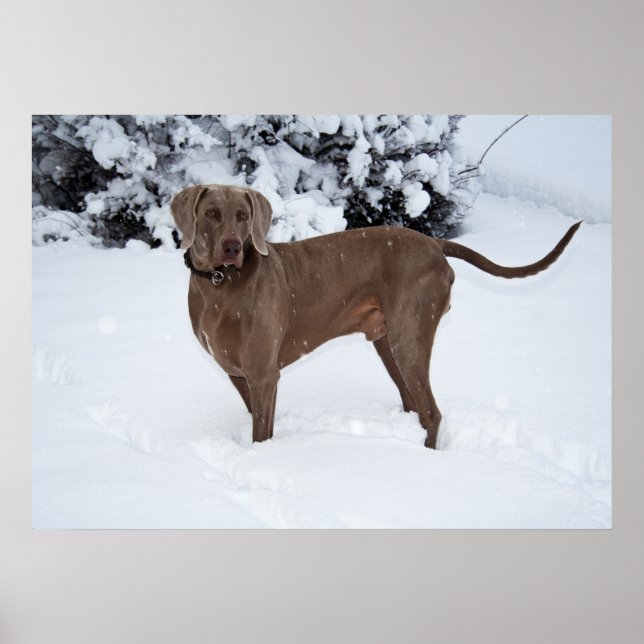 Póster Perro macho Weimaraner En Invierno (Frente)