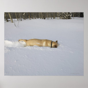 Póster Perro madriguera en nieve