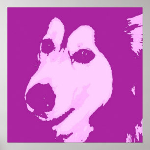 Póster Perro Malamute