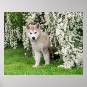 Póster Perro malamute de Alaska en foto -