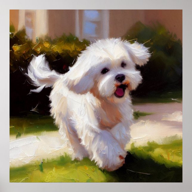Póster Perro maltés (Frente)
