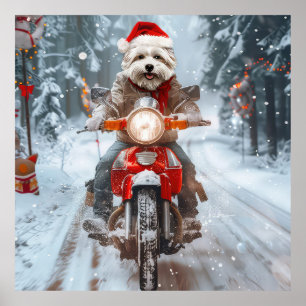Póster Perro Maltés Montando Motocicleta Navidad