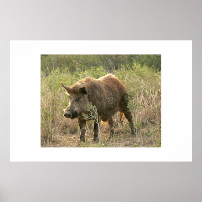 Póster Perro marrón. (Frente)