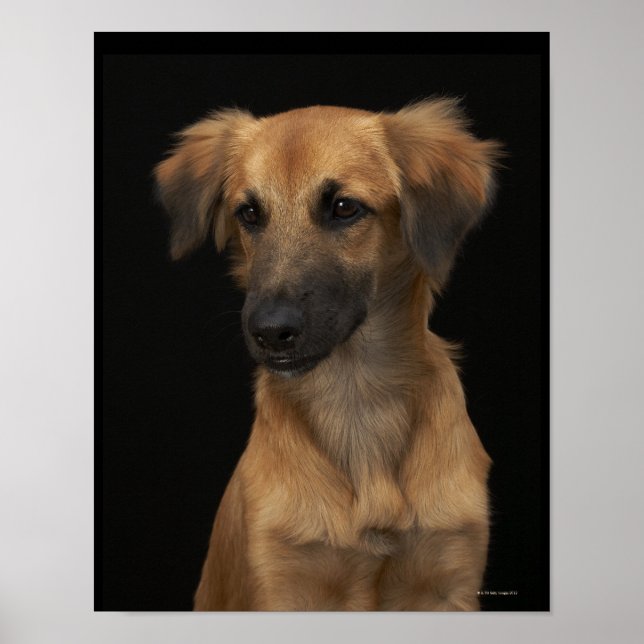 Póster Perro marrón con nariz negra en negro (Frente)