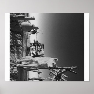 Póster Perro marroquí