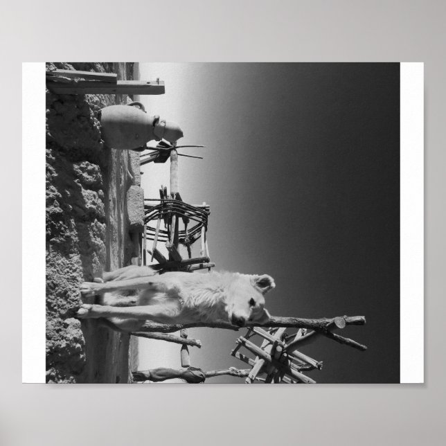 Póster Perro marroquí (Frente)