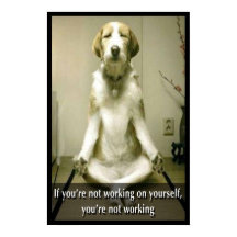 Perro mediador