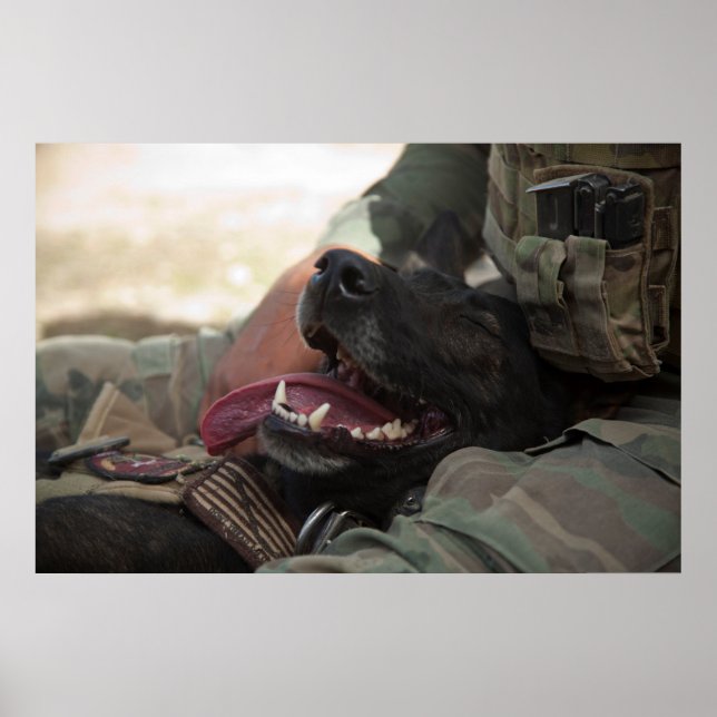 Póster Perro militar pastor alemán sonriente (Frente)