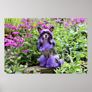 Póster Perro morado chino en flores rosadas