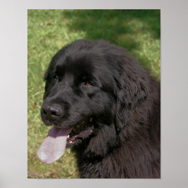 Póster Perro negro de Terranova (Frente)