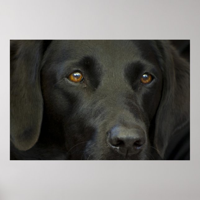 Póster Perro negro del labrador (Frente)