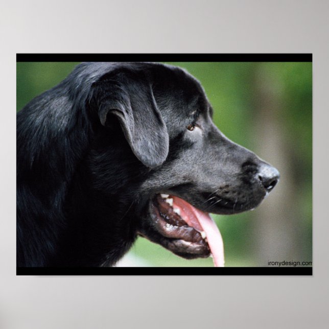 Póster Perro negro del labrador (Frente)