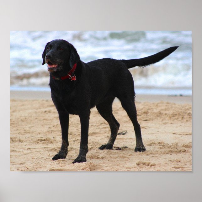 Póster Perro negro del labrador (Frente)