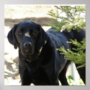 Póster Perro negro del labrador retriever
