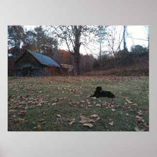 Póster Perro Negro por Autumn Barn