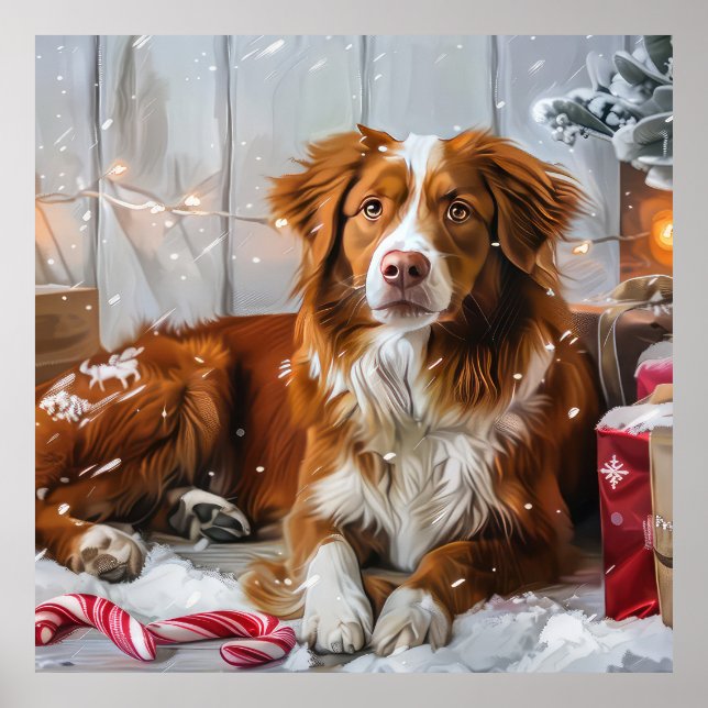 Póster Perro Nova Scotia Duck Tolling Retriever Festivida (Frente)