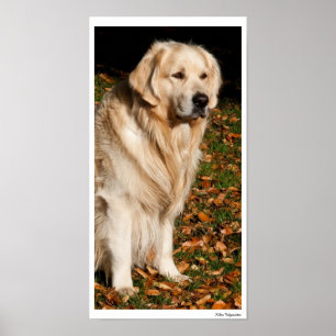 Póster Perro otoño