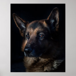 Póster Perro pastor alemán