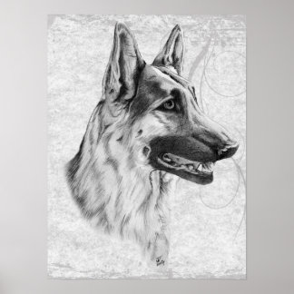 Póster Perro pastor alemán