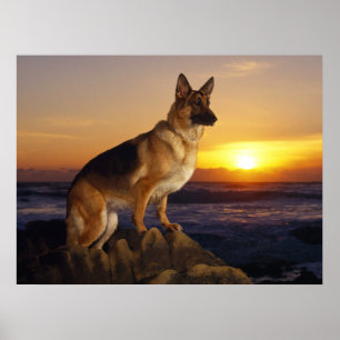Póster Perro pastor alemán, alsaciano, al atardecer