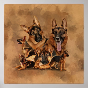 Póster Perro pastor alemán - cachorro, joven, adulto