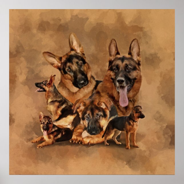 Póster Perro pastor alemán - cachorro, joven, adulto (Frente)
