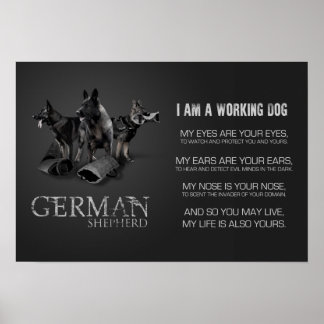 Póster Perro pastor alemán en trabajo - GSD