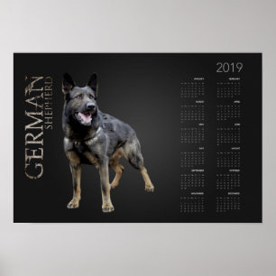 Póster Perro pastor alemán trabajando - Calendario 2019 d