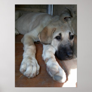 Póster Perro Pastor Anatoliano