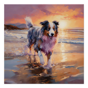 Póster Perro pastor australiano arenoso en puesta de sol